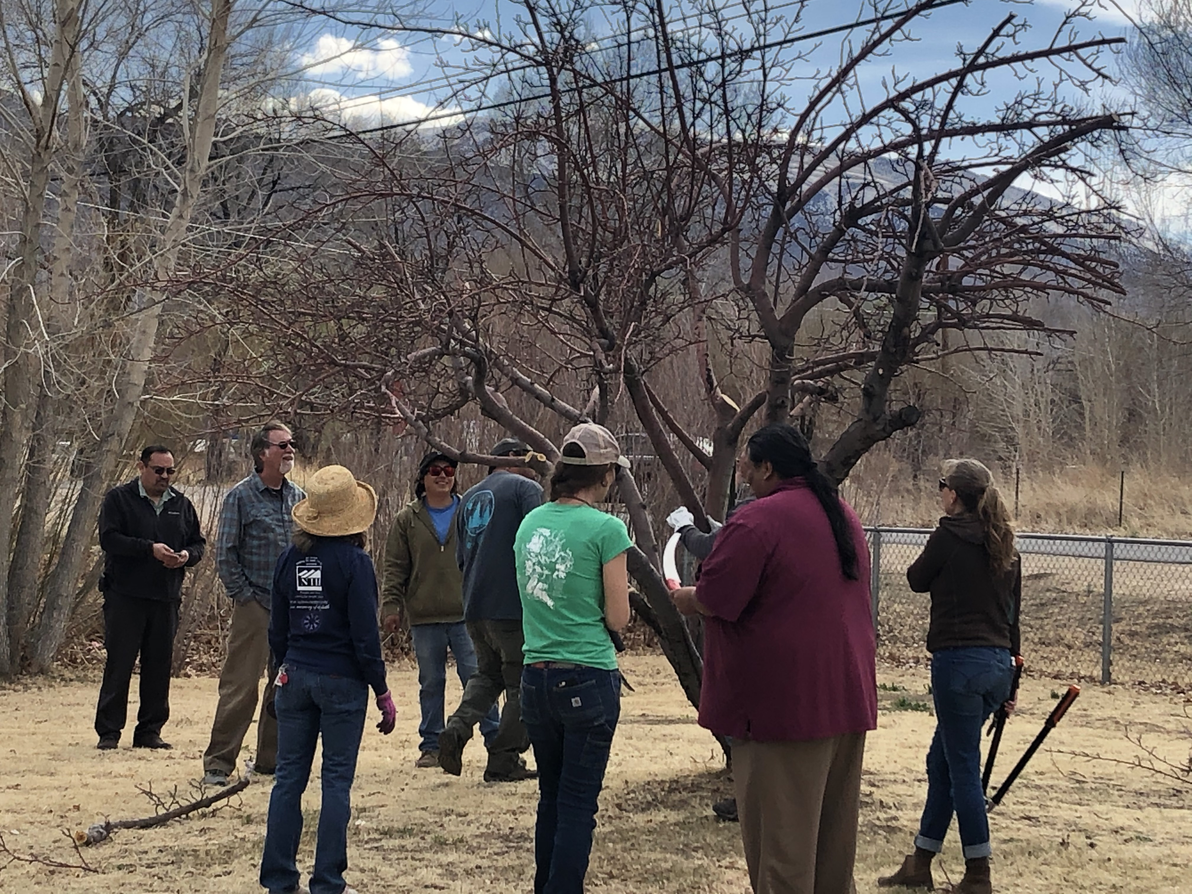 Fruit Tree Grafting Workshop